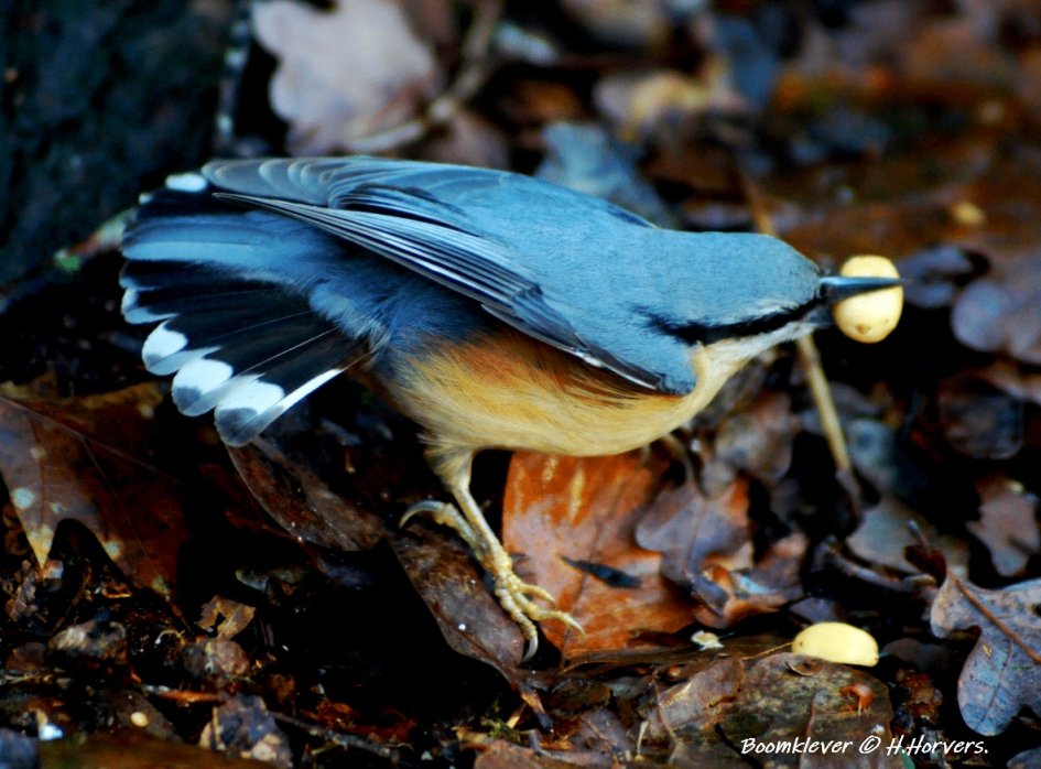 Boomklevertje - Sitta europaea - Vogels - Boomklevertje