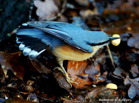 Boomklevertje - Sitta europaea