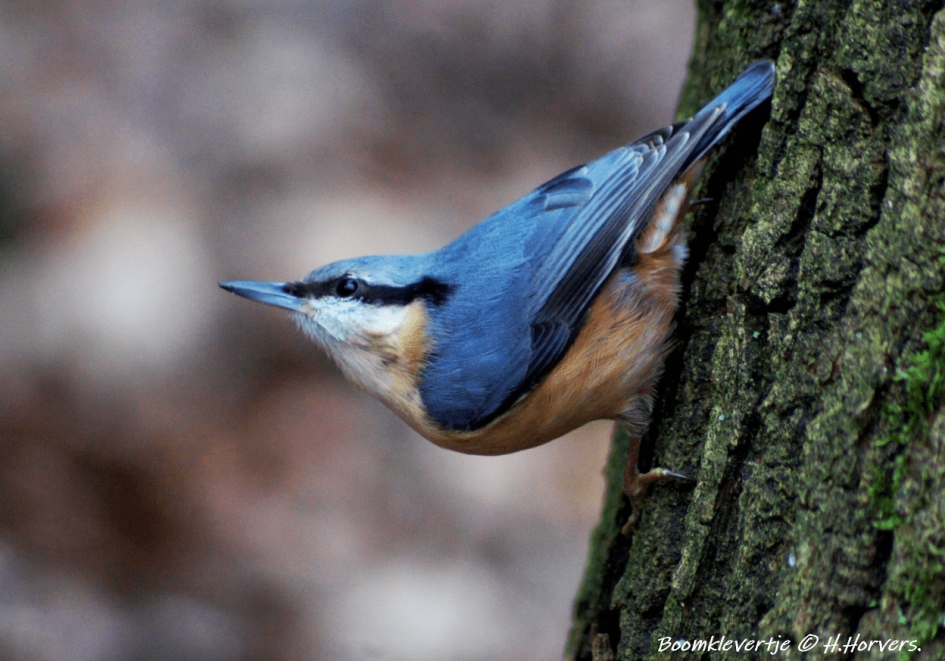 Boomklevertje - Sitta europaea - Vogels - Boomklevertje