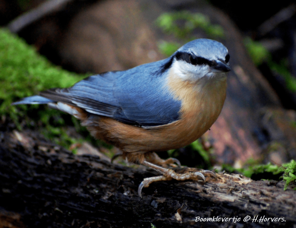 Boomklevertje - Sitta europaea - Vogels - Boomklevertje