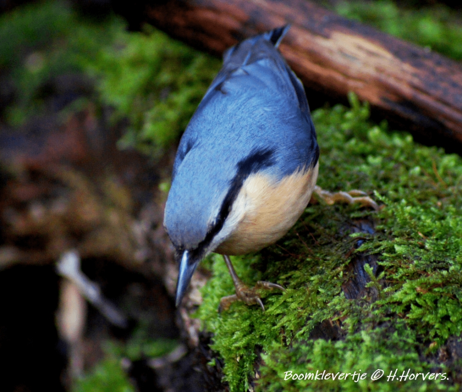 Boomklevertje - Sitta europaea - Vogels - Boomklevertje.