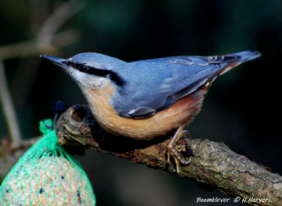 Boomklevertje - Sitta europaea - Vogels - Boomklevertje