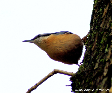 Boomklevertje - Sitta europaea