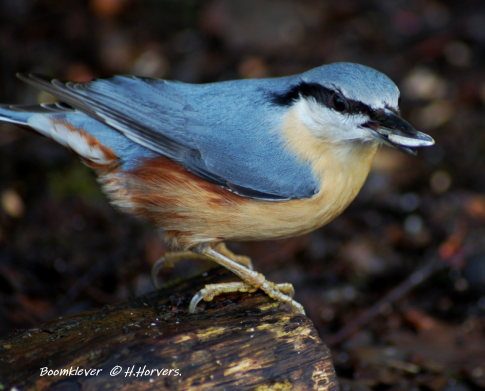 Boomklevertje - Sitta europaea - Vogels - Boomklevertje