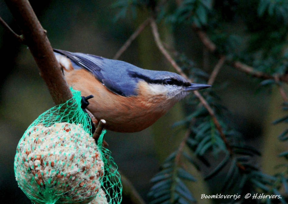 Boomklevertje - Vogels - Boomklevertje