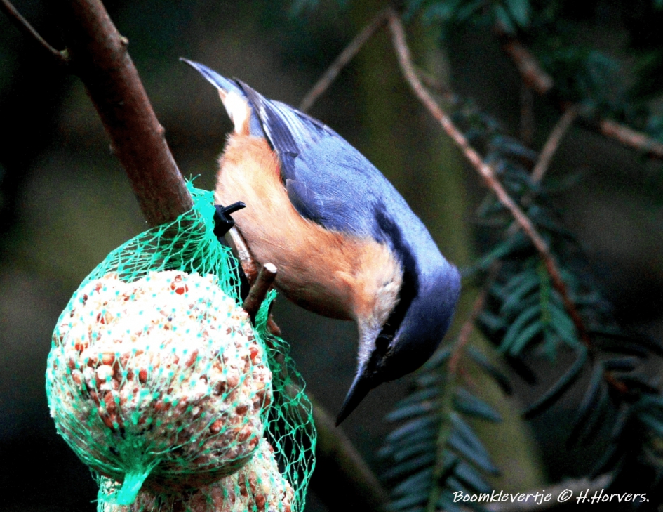 Boomklevertje - Vogels - Boomklevertje
