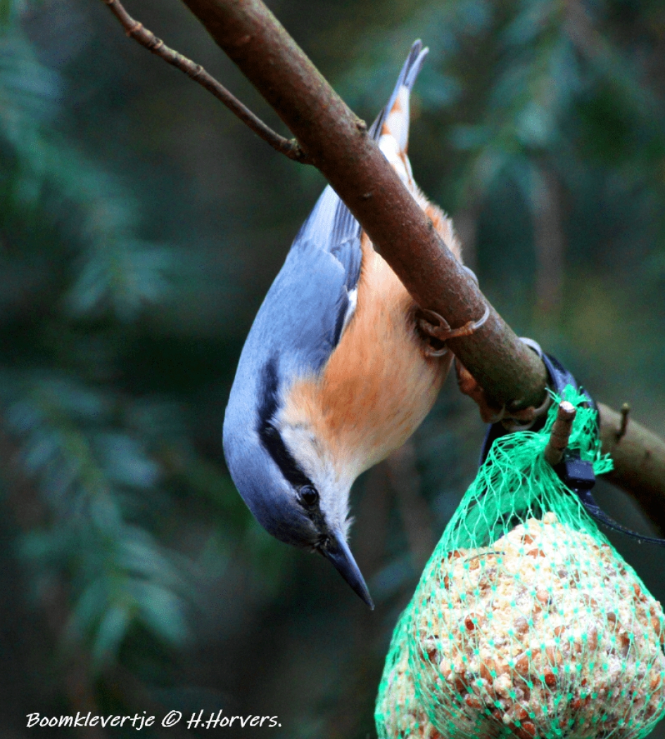 Boomklevertje - Vogels - Boomklevertje