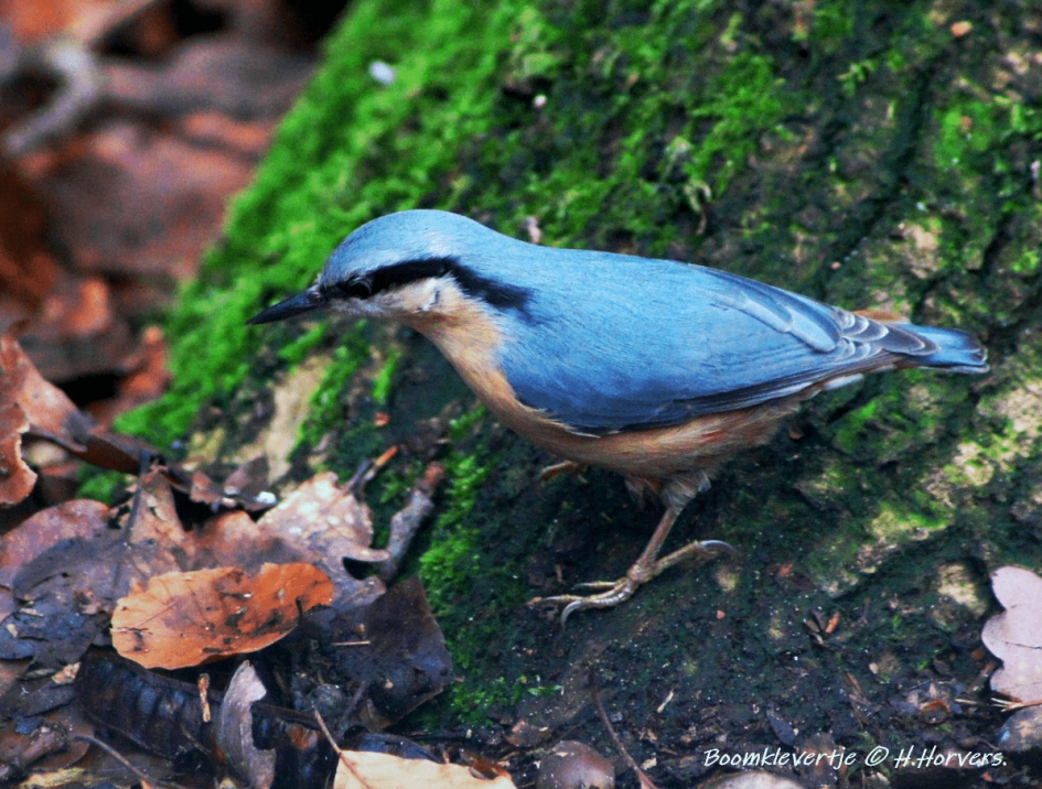 Boomklevertje - Vogels - Boomklevertje