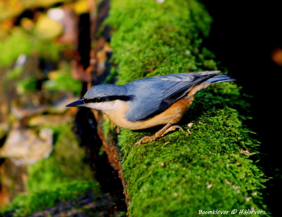 Boomklevertje. - Vogels - Boomklevertje.