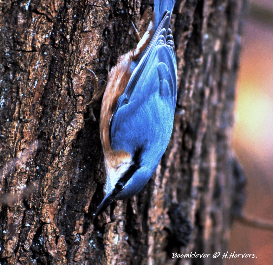 Boomklevertje - Vogels - Boomklevertje