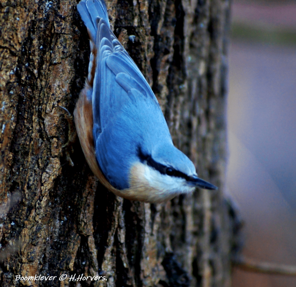 Boomklevertje - Vogels - Sitta europaea