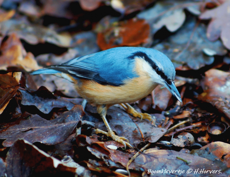 Boomklevertje - Vogels - Boomklevertje