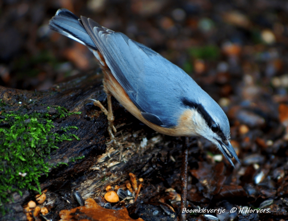 Boomklevertje - Vogels - Boomklevertje