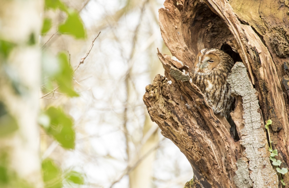 Bosuil - Vogels - Bosuil