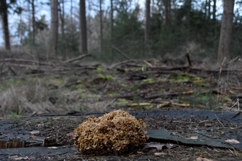 Boswandeling Zelhem 3 - Schimmels - 