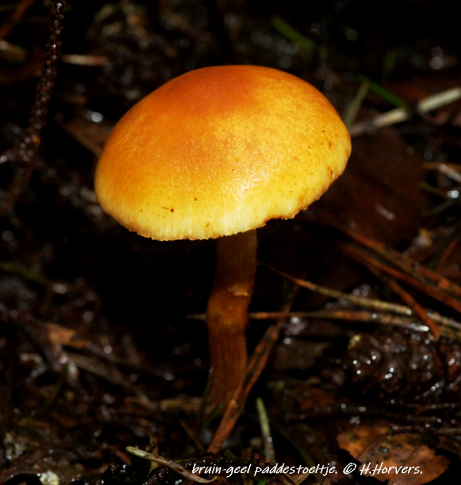 Bruin-geel paddestoeltje. - Schimmels - Bruin-geel paddestoeltje.
