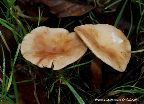 Bruine paddestoelen.
