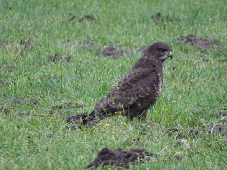Buizerd - Vogels - Buizerd