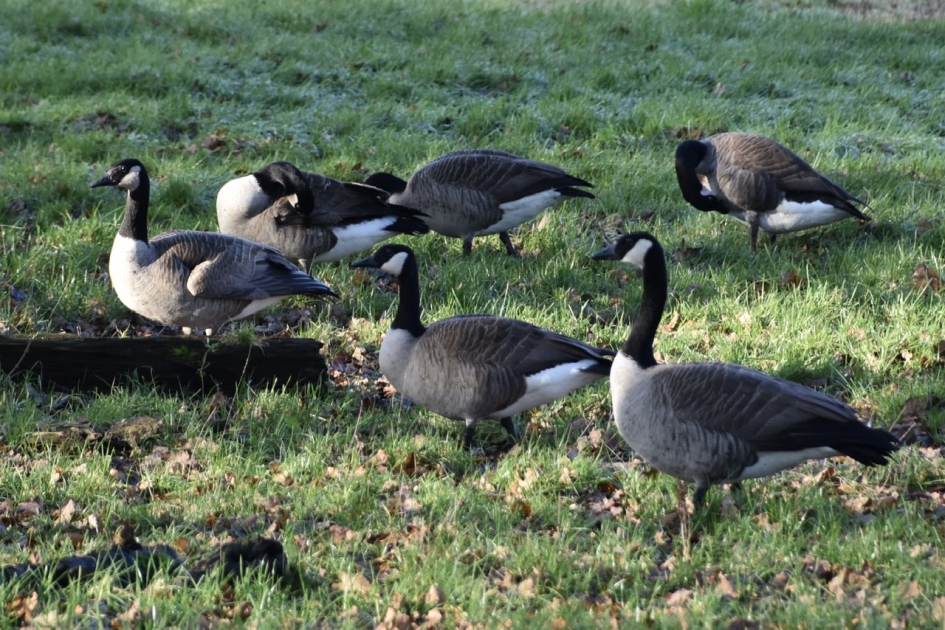 Canadese ganzen - Vogels - 