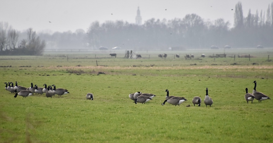 Canadese ganzen - Vogels - 