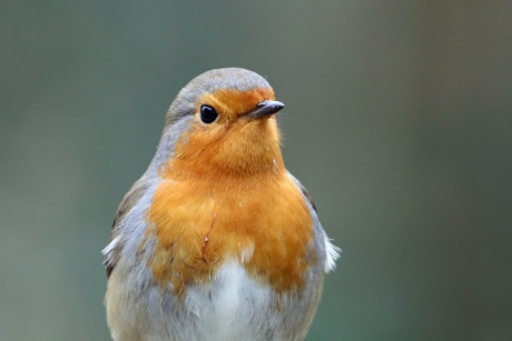 Close-up roodborst