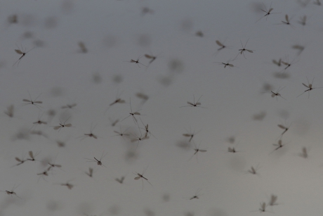 dansende (winter)muggen