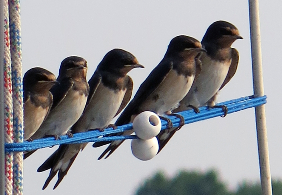 de hele famile - Vogels - boerenzwaluw