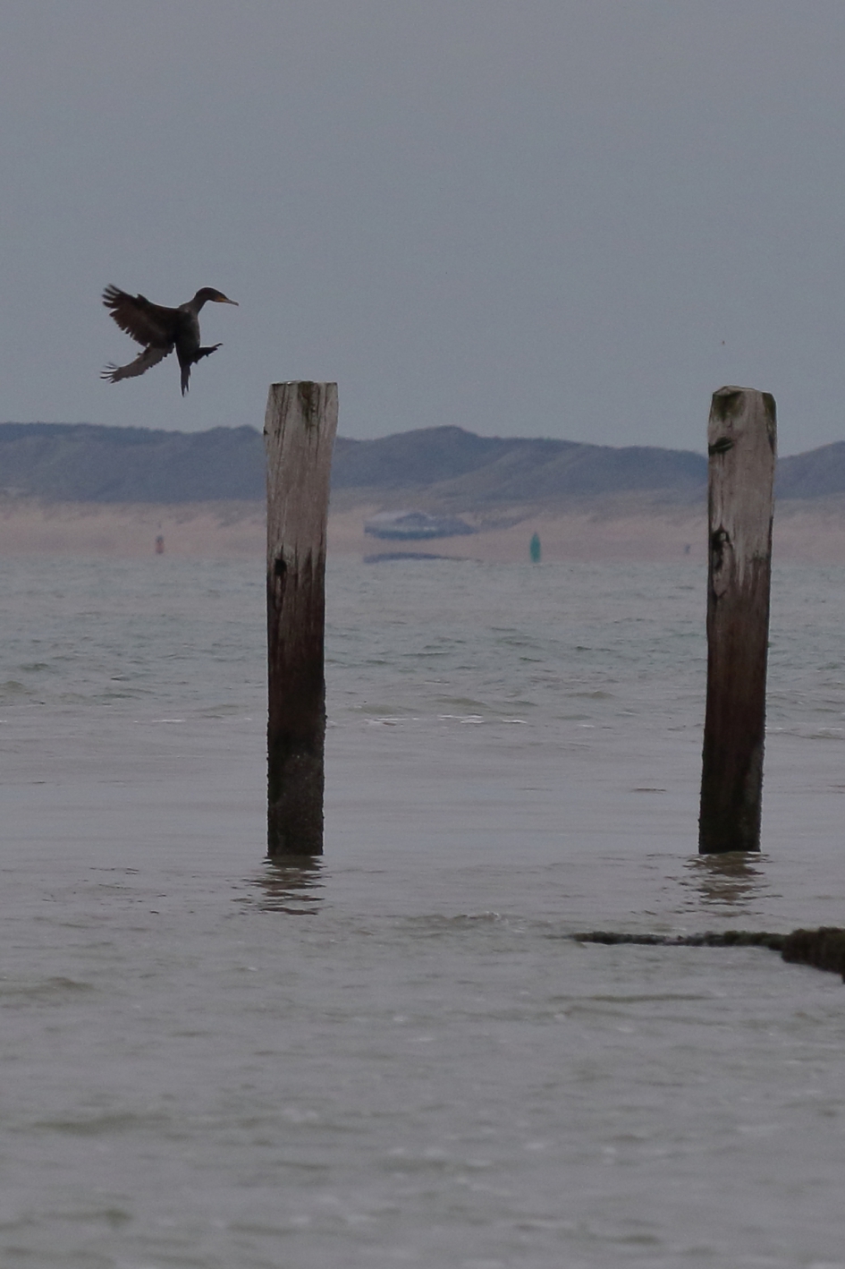 deze wordt het - Vogels - aalscholver
