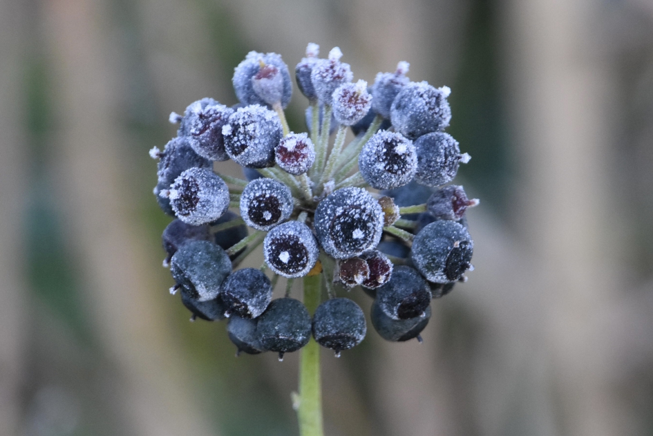 “Diamantjes” - Planten - 