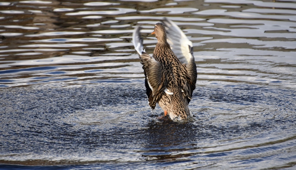 Dirigeren - Vogels - 