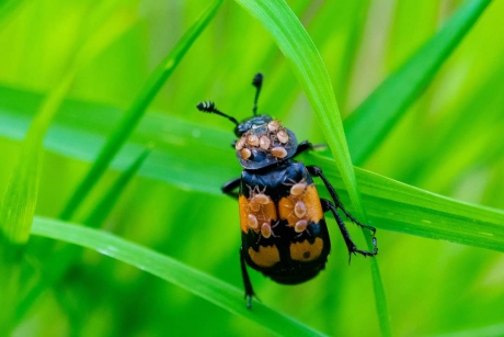 Doodgraver met mijten