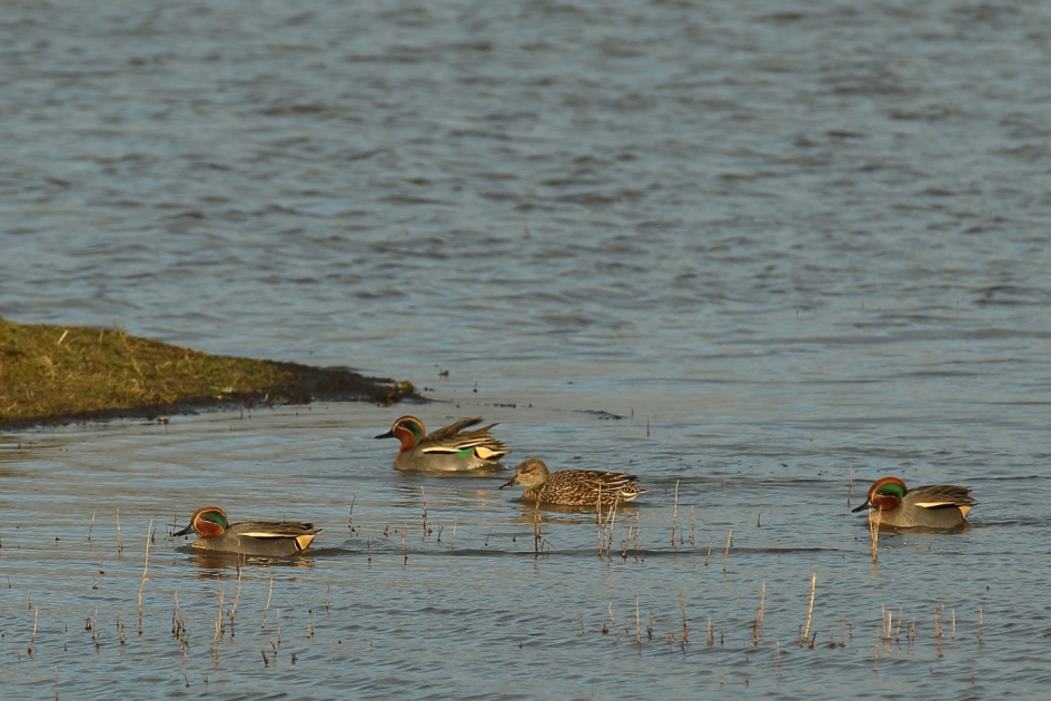Drie is teveel - Vogels - wintertaling