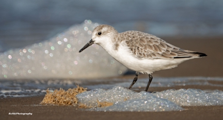 Drieteenstrandloper.