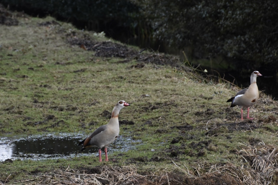 Echtpaar nijlgans - Vogels - 