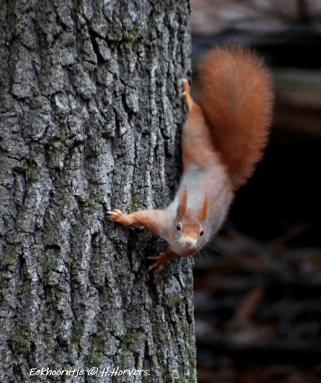 Eekhoorntje