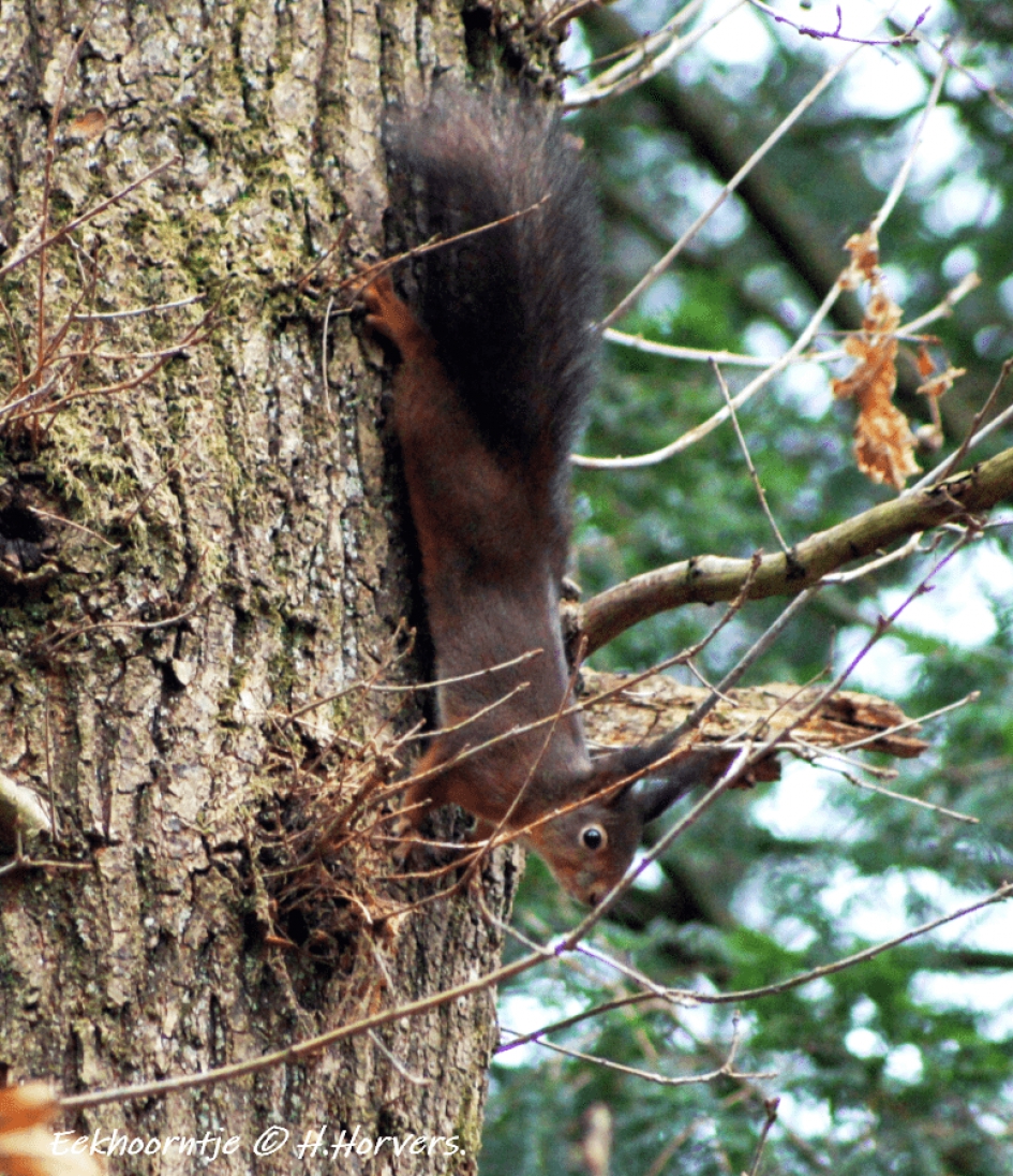 Eekhoorntje - Zoogdieren - Eekhoorntje