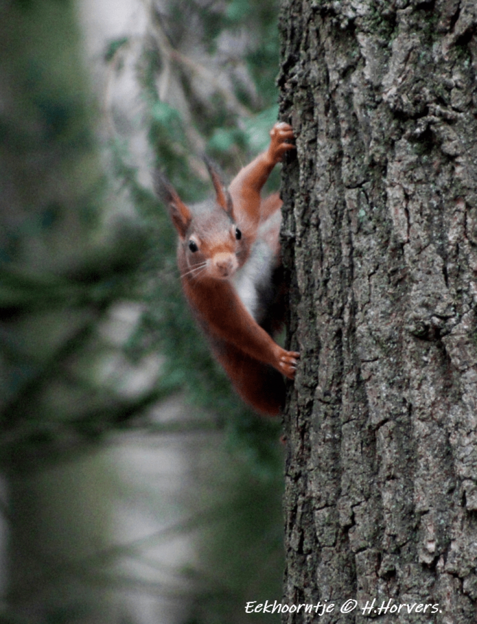 Eekhoorntje - Zoogdieren - Eekhoorntje