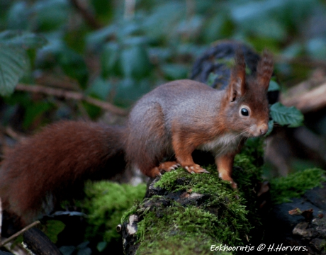 Eekhoorntje.