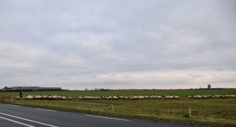Een lange rij.. - Zoogdieren - 