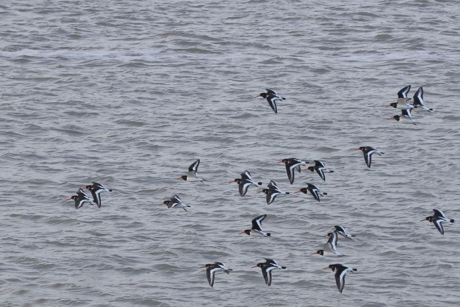 eenrichtingsverkeer - Vogels - scholekster