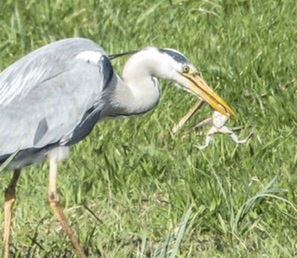 Eet smakelijk - Vogels - 