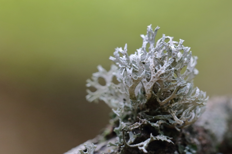 eikenmos - Planten - eikenmos