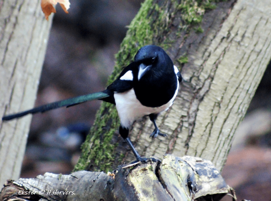 Ekster. - Vogels - Ekster.