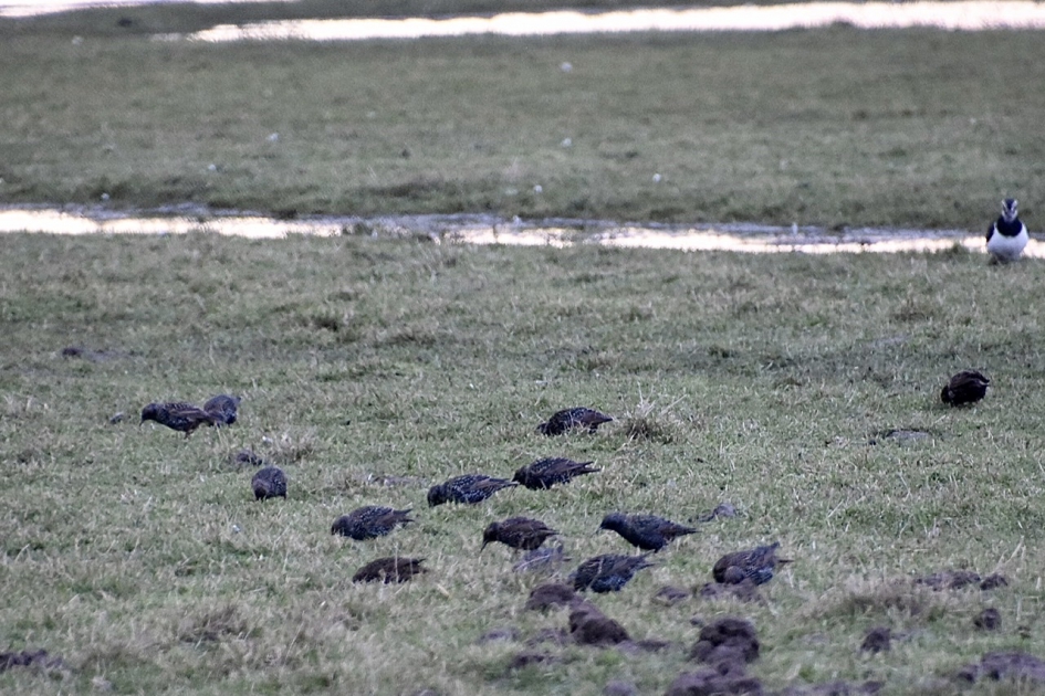 Spreeuwen - Vogels - 