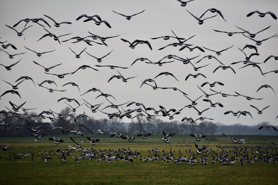 En toen gingen ze de lucht in - Vogels - 