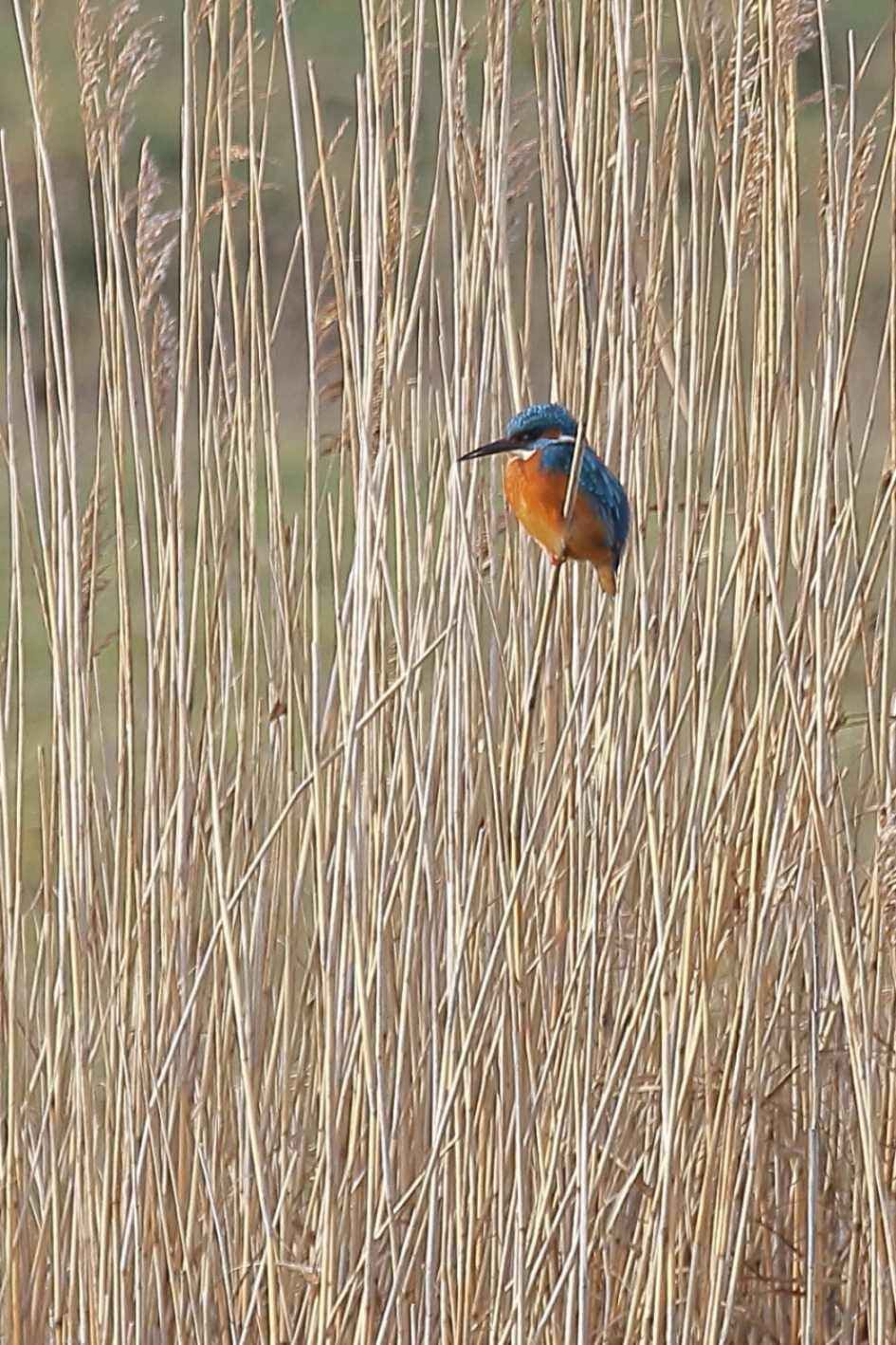 er gekleurd op staan - Vogels - ijsvogel
