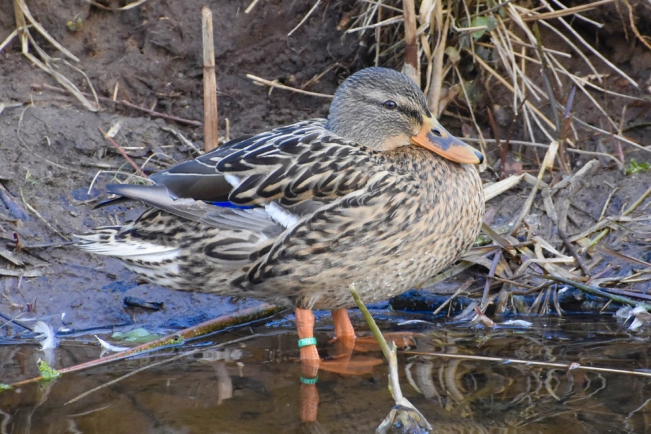 Even op de kant - Vogels - 