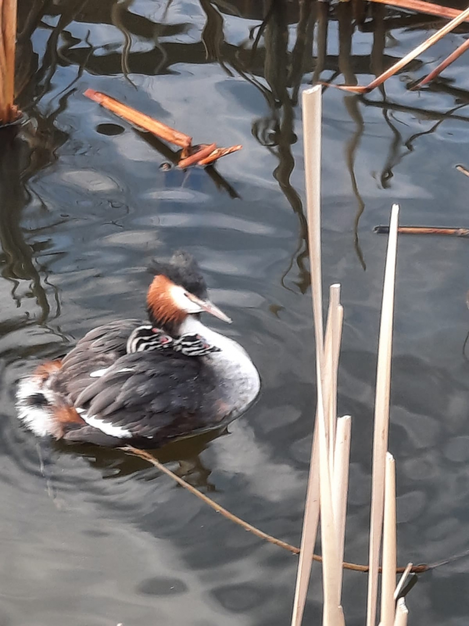 Fuut met twee jongen 17-01-2021 - Vogels - Fuut