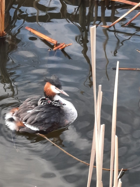 Fuut met twee jongen 17-01-2021