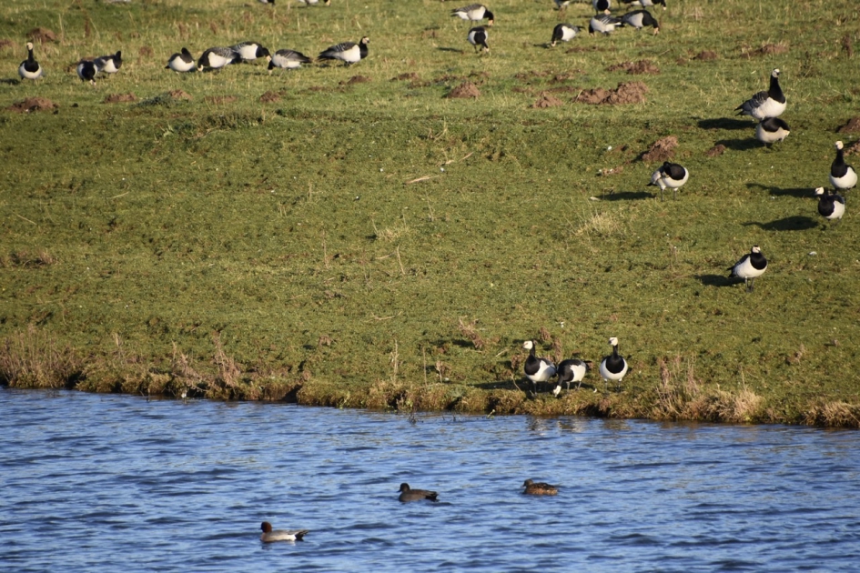 Brandganzen en eenden - Vogels - 